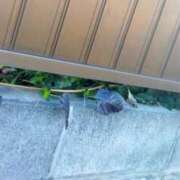 ヒメ日記 2026/01/07 18:56 投稿 佐々岡雪菜 五十路マダムエクスプレス横浜店（カサブランカグループ）