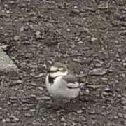 ヒメ日記 2026/01/08 20:12 投稿 佐々岡雪菜 五十路マダムエクスプレス横浜店（カサブランカグループ）