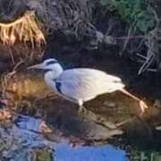 ヒメ日記 2026/01/10 19:02 投稿 佐々岡雪菜 五十路マダムエクスプレス横浜店（カサブランカグループ）