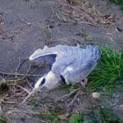 ヒメ日記 2026/01/12 06:46 投稿 佐々岡雪菜 五十路マダムエクスプレス横浜店（カサブランカグループ）