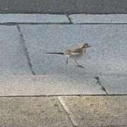 ヒメ日記 2026/01/14 16:46 投稿 佐々岡雪菜 五十路マダムエクスプレス横浜店（カサブランカグループ）