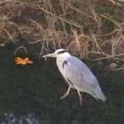 ヒメ日記 2026/01/15 08:48 投稿 佐々岡雪菜 五十路マダムエクスプレス横浜店（カサブランカグループ）