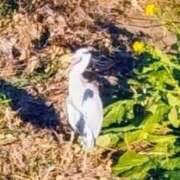 ヒメ日記 2026/01/16 21:10 投稿 佐々岡雪菜 五十路マダムエクスプレス横浜店（カサブランカグループ）