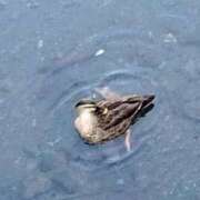 ヒメ日記 2026/01/18 22:26 投稿 佐々岡雪菜 五十路マダムエクスプレス横浜店（カサブランカグループ）