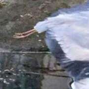 ヒメ日記 2026/01/19 14:38 投稿 佐々岡雪菜 五十路マダムエクスプレス横浜店（カサブランカグループ）