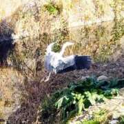 ヒメ日記 2026/01/22 19:28 投稿 佐々岡雪菜 五十路マダムエクスプレス横浜店（カサブランカグループ）