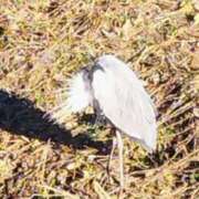 ヒメ日記 2026/01/25 20:36 投稿 佐々岡雪菜 五十路マダムエクスプレス横浜店（カサブランカグループ）