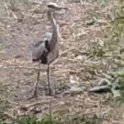 ヒメ日記 2026/01/29 10:56 投稿 佐々岡雪菜 五十路マダムエクスプレス横浜店（カサブランカグループ）