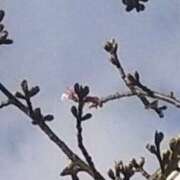 ヒメ日記 2026/01/31 07:48 投稿 佐々岡雪菜 五十路マダムエクスプレス横浜店（カサブランカグループ）