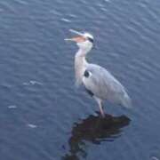 ヒメ日記 2026/01/31 19:06 投稿 佐々岡雪菜 五十路マダムエクスプレス横浜店（カサブランカグループ）