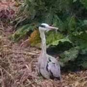 ヒメ日記 2026/02/10 18:06 投稿 佐々岡雪菜 五十路マダムエクスプレス横浜店（カサブランカグループ）