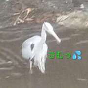 ヒメ日記 2026/02/11 21:42 投稿 佐々岡雪菜 五十路マダムエクスプレス横浜店（カサブランカグループ）