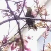 ヒメ日記 2026/02/13 20:24 投稿 佐々岡雪菜 五十路マダムエクスプレス横浜店（カサブランカグループ）