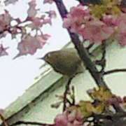 ヒメ日記 2026/02/17 13:52 投稿 佐々岡雪菜 五十路マダムエクスプレス横浜店（カサブランカグループ）