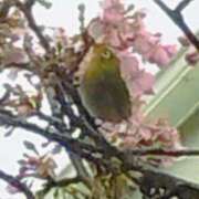 ヒメ日記 2026/02/19 08:06 投稿 佐々岡雪菜 五十路マダムエクスプレス横浜店（カサブランカグループ）