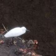 ヒメ日記 2026/02/22 20:40 投稿 佐々岡雪菜 五十路マダムエクスプレス横浜店（カサブランカグループ）