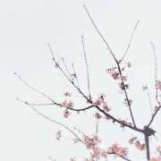 ヒメ日記 2026/02/24 21:00 投稿 佐々岡雪菜 五十路マダムエクスプレス横浜店（カサブランカグループ）