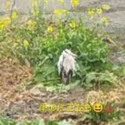 ヒメ日記 2026/02/25 10:38 投稿 佐々岡雪菜 五十路マダムエクスプレス横浜店（カサブランカグループ）