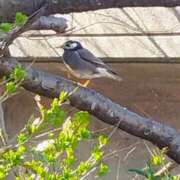 ヒメ日記 2026/02/28 11:32 投稿 佐々岡雪菜 五十路マダムエクスプレス横浜店（カサブランカグループ）