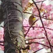 ヒメ日記 2026/03/01 14:48 投稿 佐々岡雪菜 五十路マダムエクスプレス横浜店（カサブランカグループ）