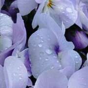 ヒメ日記 2026/03/04 07:50 投稿 佐々岡雪菜 五十路マダムエクスプレス横浜店（カサブランカグループ）