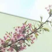 ヒメ日記 2026/03/06 07:54 投稿 佐々岡雪菜 五十路マダムエクスプレス横浜店（カサブランカグループ）