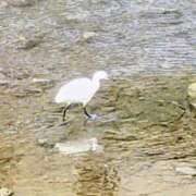 ヒメ日記 2026/03/10 16:20 投稿 佐々岡雪菜 五十路マダムエクスプレス横浜店（カサブランカグループ）