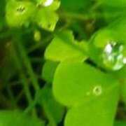 ヒメ日記 2026/03/16 09:04 投稿 佐々岡雪菜 五十路マダムエクスプレス横浜店（カサブランカグループ）