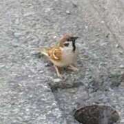 ヒメ日記 2026/03/24 09:04 投稿 佐々岡雪菜 五十路マダムエクスプレス横浜店（カサブランカグループ）