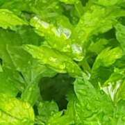 ヒメ日記 2026/03/25 15:18 投稿 佐々岡雪菜 五十路マダムエクスプレス横浜店（カサブランカグループ）