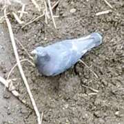 ヒメ日記 2026/03/27 11:40 投稿 佐々岡雪菜 五十路マダムエクスプレス横浜店（カサブランカグループ）