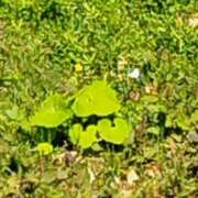 ヒメ日記 2026/03/29 10:52 投稿 佐々岡雪菜 五十路マダムエクスプレス横浜店（カサブランカグループ）