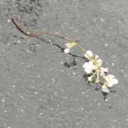 ヒメ日記 2026/03/31 21:44 投稿 佐々岡雪菜 五十路マダムエクスプレス横浜店（カサブランカグループ）