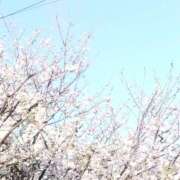 ヒメ日記 2026/04/04 08:32 投稿 佐々岡雪菜 五十路マダムエクスプレス横浜店（カサブランカグループ）