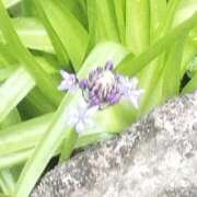 佐々岡雪菜 む、む、、北風が吹いた、、 五十路マダムエクスプレス横浜店（カサブランカグループ）