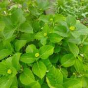 ヒメ日記 2026/04/23 23:38 投稿 佐々岡雪菜 五十路マダムエクスプレス横浜店（カサブランカグループ）