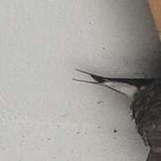 ヒメ日記 2026/04/24 08:44 投稿 佐々岡雪菜 五十路マダムエクスプレス横浜店（カサブランカグループ）