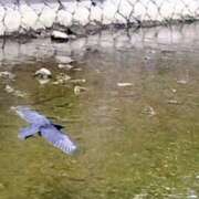 ヒメ日記 2026/04/24 22:32 投稿 佐々岡雪菜 五十路マダムエクスプレス横浜店（カサブランカグループ）