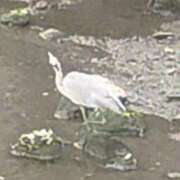 ヒメ日記 2026/05/12 09:20 投稿 佐々岡雪菜 五十路マダムエクスプレス横浜店（カサブランカグループ）