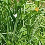 ヒメ日記 2026/05/26 08:32 投稿 佐々岡雪菜 五十路マダムエクスプレス横浜店（カサブランカグループ）