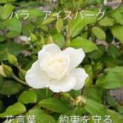 ヒメ日記 2026/06/23 14:08 投稿 佐々岡雪菜 五十路マダムエクスプレス横浜店（カサブランカグループ）