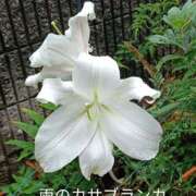 ヒメ日記 2026/06/28 20:16 投稿 佐々岡雪菜 五十路マダムエクスプレス横浜店（カサブランカグループ）