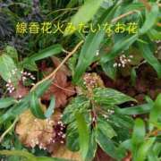ヒメ日記 2026/06/28 21:16 投稿 佐々岡雪菜 五十路マダムエクスプレス横浜店（カサブランカグループ）