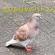 ヒメ日記 2026/06/29 14:50 投稿 佐々岡雪菜 五十路マダムエクスプレス横浜店（カサブランカグループ）