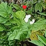 ヒメ日記 2026/07/01 20:26 投稿 佐々岡雪菜 五十路マダムエクスプレス横浜店（カサブランカグループ）