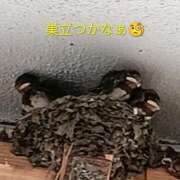 ヒメ日記 2026/07/05 09:24 投稿 佐々岡雪菜 五十路マダムエクスプレス横浜店（カサブランカグループ）