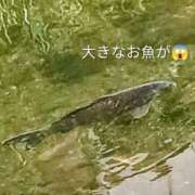 ヒメ日記 2026/07/20 12:20 投稿 佐々岡雪菜 五十路マダムエクスプレス横浜店（カサブランカグループ）