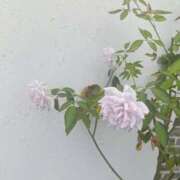 ヒメ日記 2026/07/29 08:56 投稿 佐々岡雪菜 五十路マダムエクスプレス横浜店（カサブランカグループ）