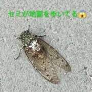 ヒメ日記 2026/08/21 09:02 投稿 佐々岡雪菜 五十路マダムエクスプレス横浜店（カサブランカグループ）