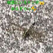ヒメ日記 2026/09/02 10:22 投稿 佐々岡雪菜 五十路マダムエクスプレス横浜店（カサブランカグループ）